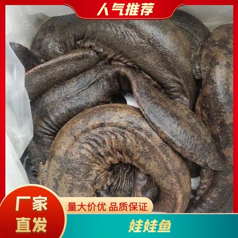 特别推荐生态大鲵娃娃鱼活鱼食用佳品月子餐汤营养丰富