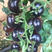 黑牡丹番茄种子黑珍珠小果四季盆栽小圣女果蔬菜种子