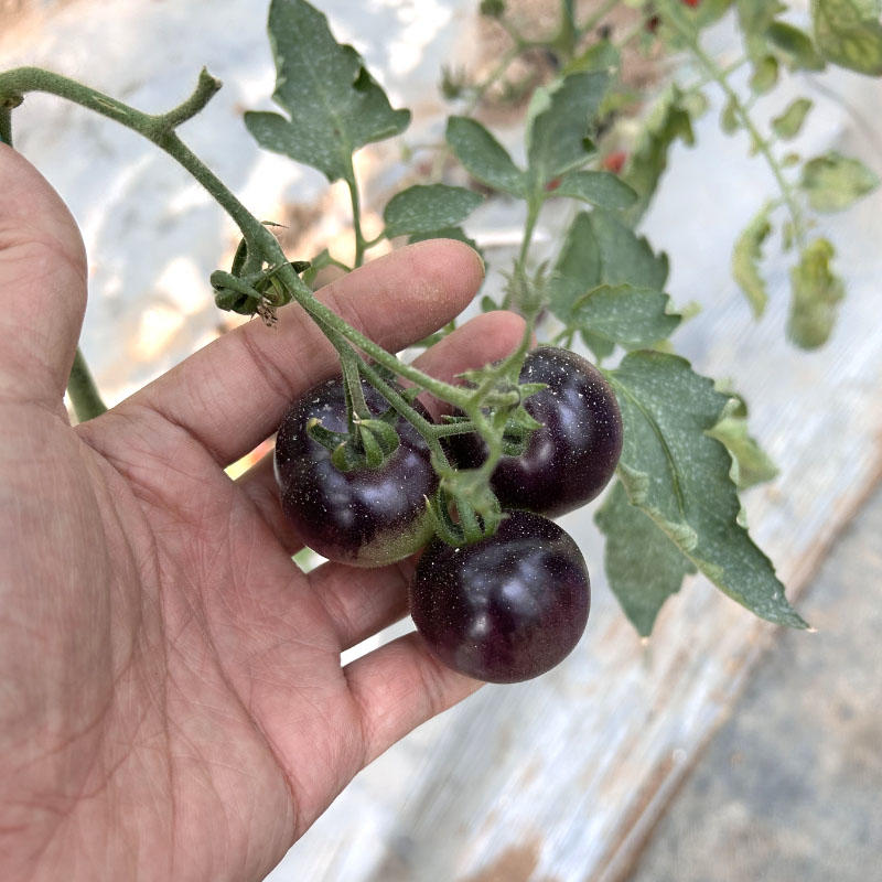 黑牡丹番茄种子黑珍珠小果四季盆栽小圣女果蔬菜种子