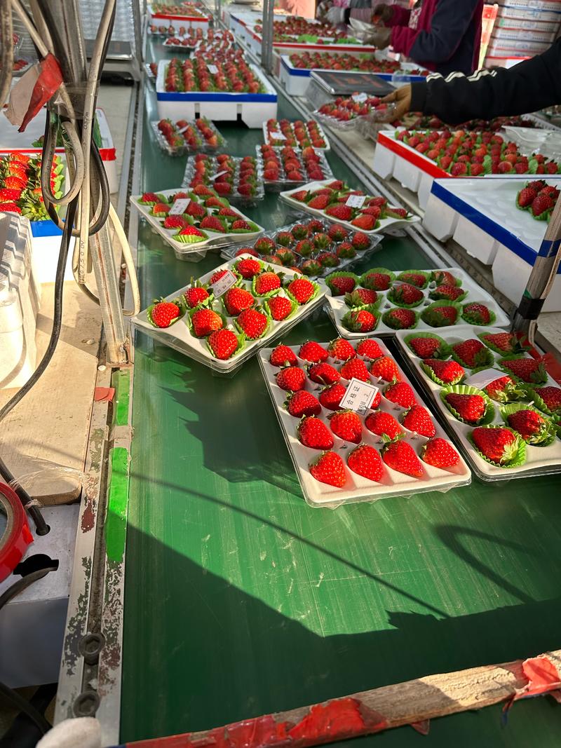 丹东东港草莓产地直发按需包装量大从优欢迎咨询