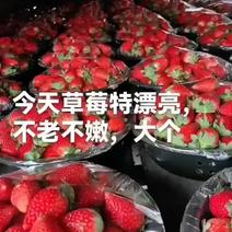 【原产地】安徽固镇县红颜草莓大量上市现摘现发可视频看