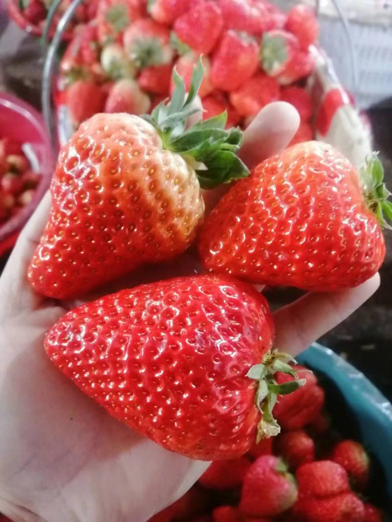 【精品】长丰红颜草莓，大量上市，货源充足，承接各种包装