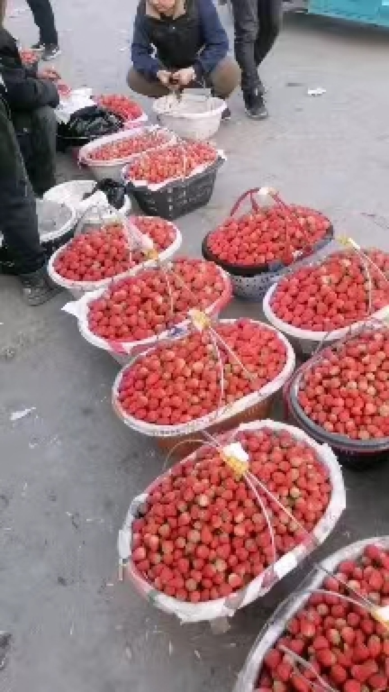 【精品】长丰红颜草莓，大量上市，货源充足，承接各种包装