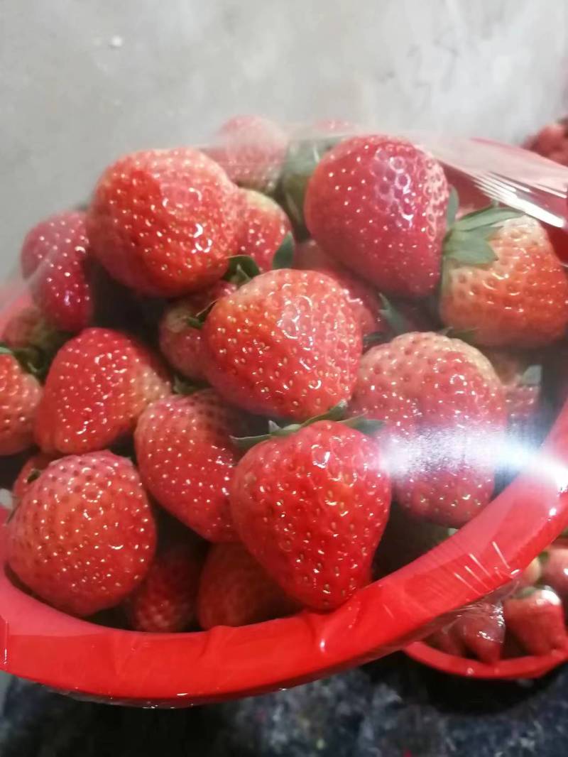 【精品】长丰红颜草莓，大量上市，货源充足，承接各种包装