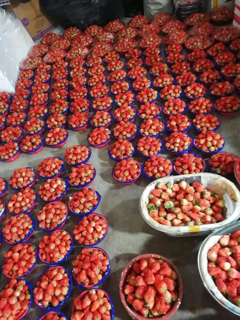 【精品】长丰红颜草莓，大量上市，货源充足，承接各种包装