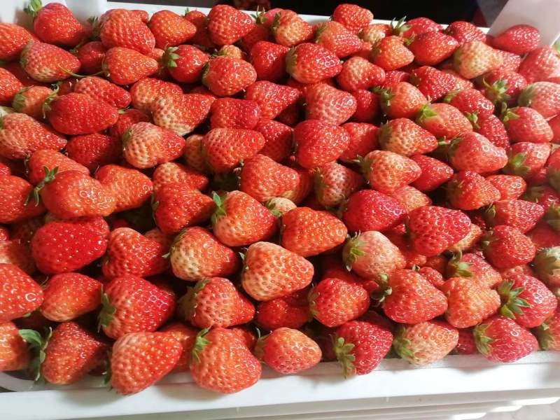 【精品】长丰红颜草莓，大量上市，货源充足，承接各种包装