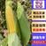 【精选】云南水果玉米-颗粒饱满-个头匀称产地直发代发全国