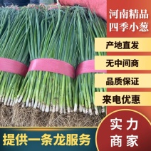 【小葱】河南四季小葱供应超市批发挡口量大从优