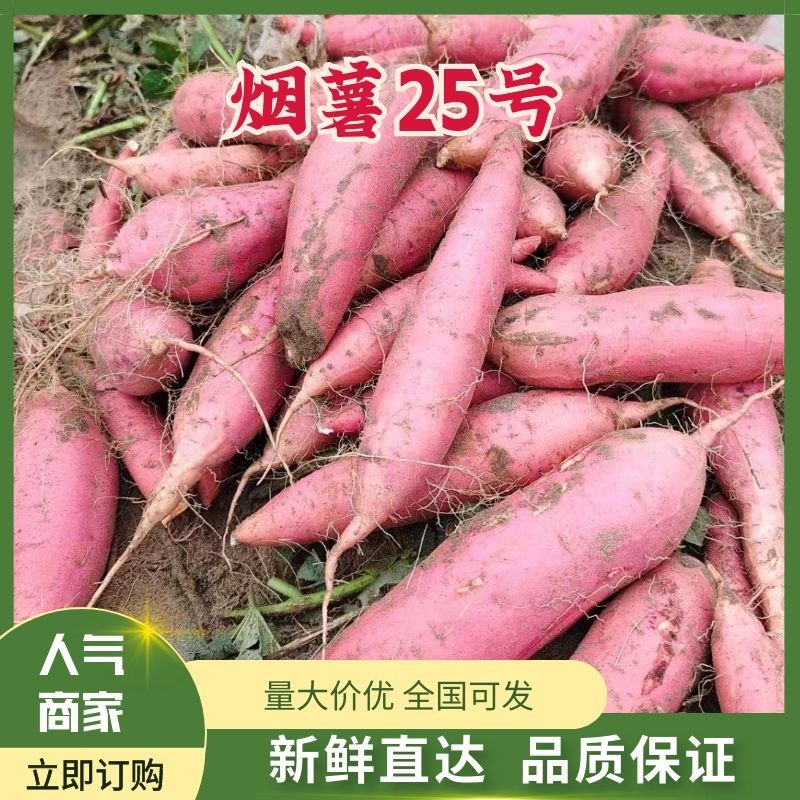 烟薯25蜜薯烤薯中果小果山东丘陵沙土地红皮红心，蜜甜流油