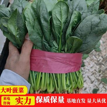 【大叶菠菜】河南菠菜大量供应供应各大超市电商欢迎咨询