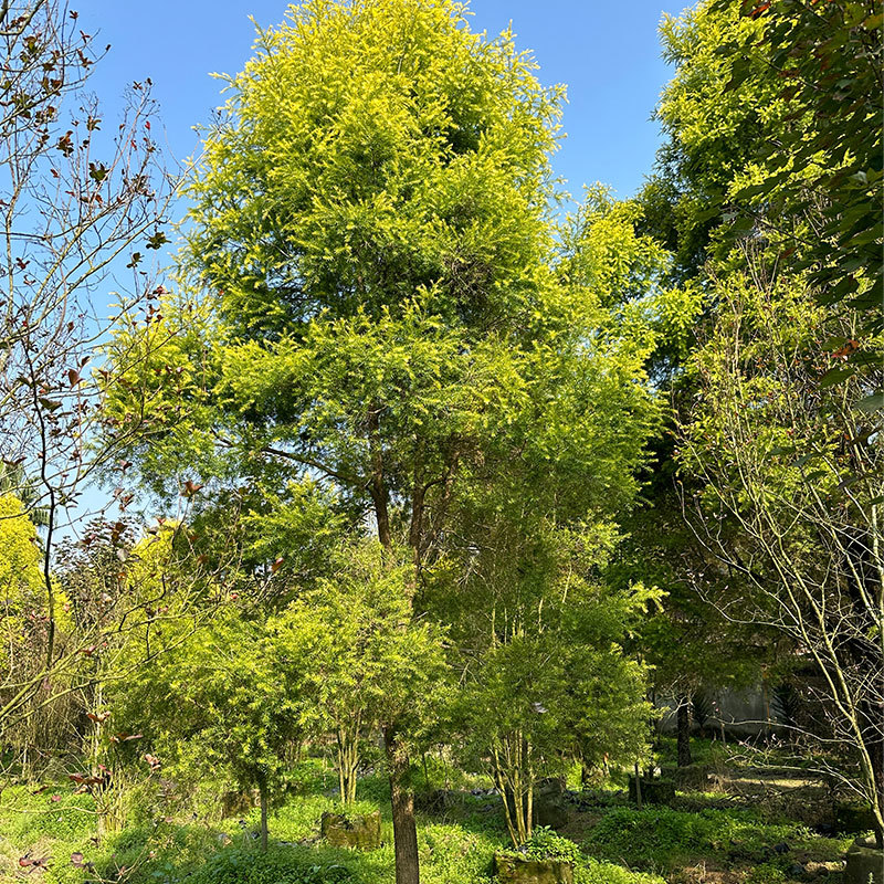 伟森园林基地直供千层金黄金香柳规格齐全芳香植物