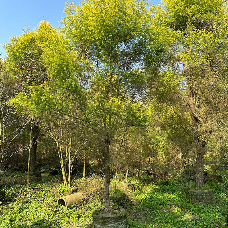 伟森园林基地直供千层金黄金香柳规格齐全芳香植物