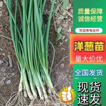 聊城二红洋葱苗，亩产达8吨上，半高桩，品质保证！