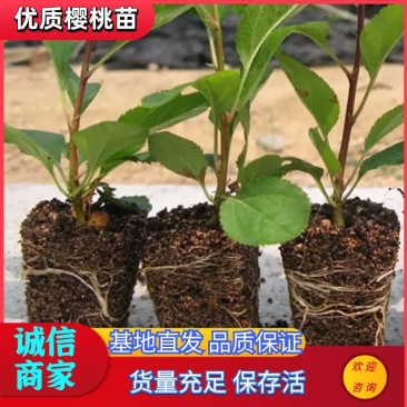 早熟樱桃品种有蜜露红灯火箭齐早樱桃苗