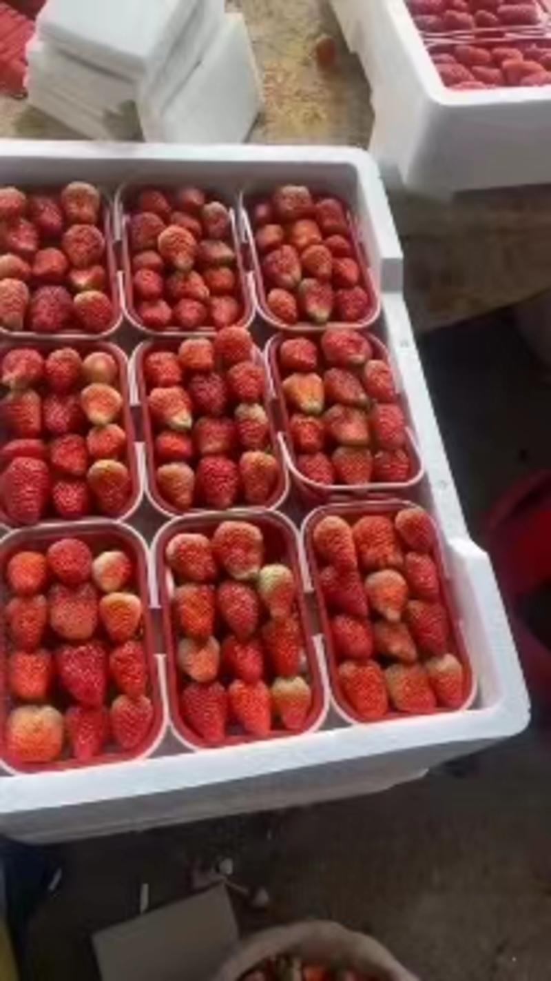 精品天仙醉草莓一手货源现货供应，对接全国市场商超