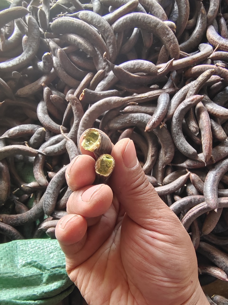优质野生猪牙皂角，新货无硫自然晾晒量大可优惠可视频