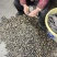 【精选】野生猪牙段，新货规格齐全，现货现发品质保障！