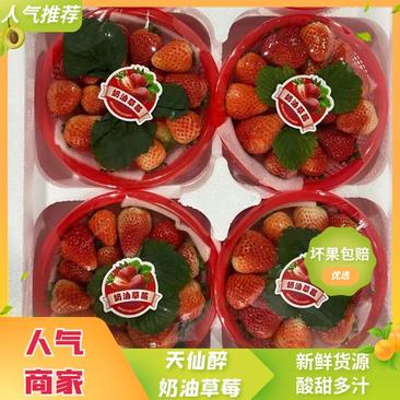 精品天仙醉草莓一手货源现货供应，对接全国市场商超