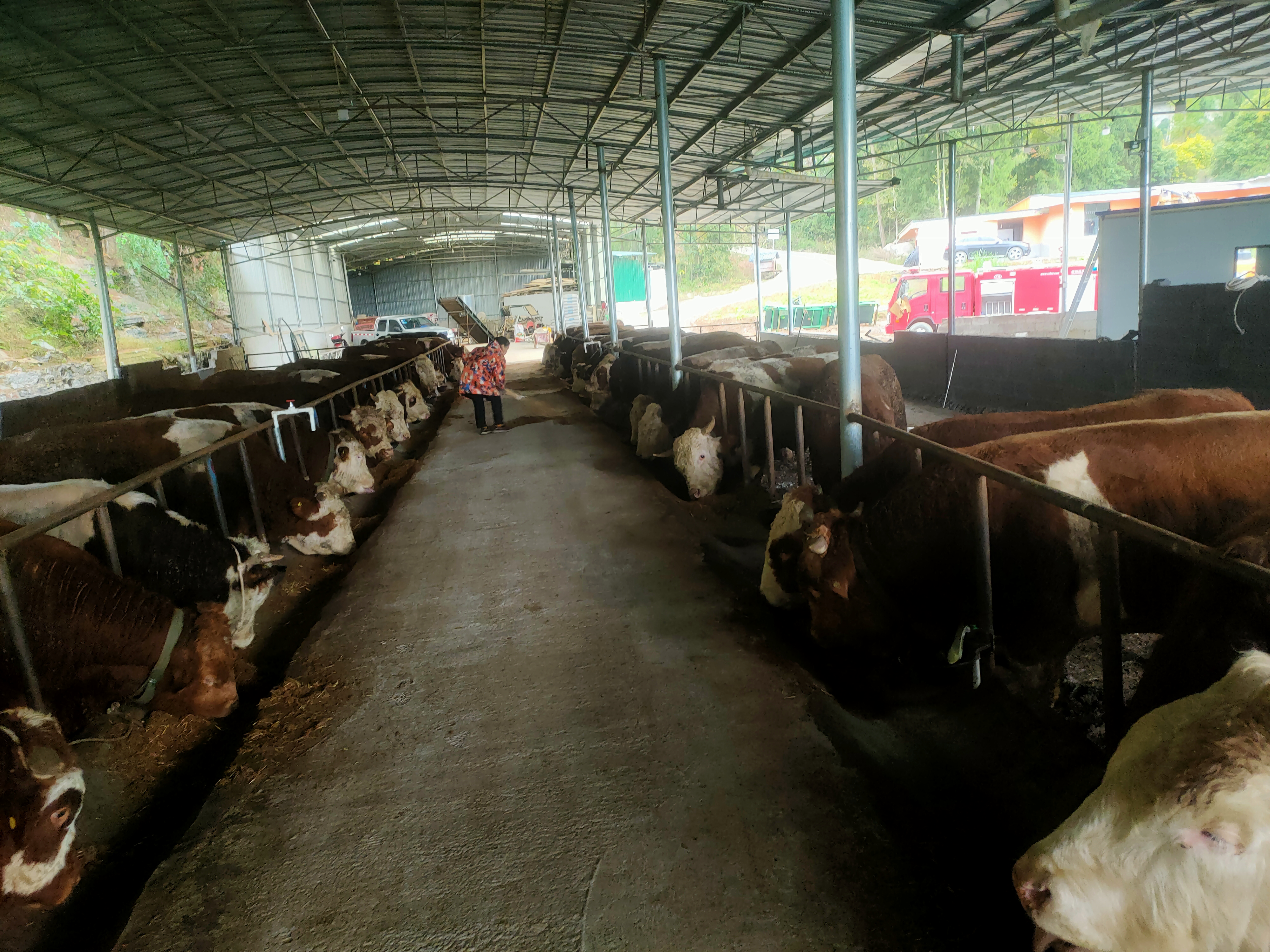 西门塔尔牛冬季饲养管理流程图