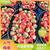 【天仙醉】商丘天仙醉草莓，果型大口感甜美，欢迎选购