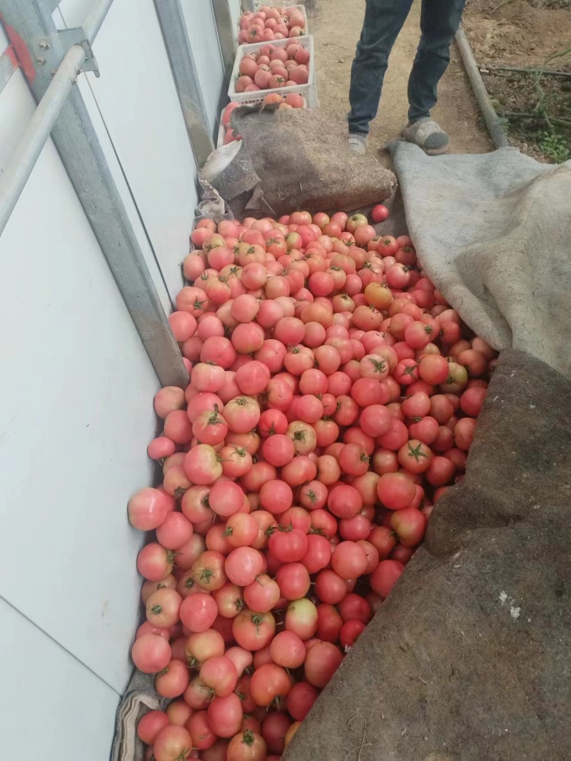 【推荐】西红柿番茄每天大量现货基地直发欢迎电话联系