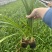 【推荐】百子莲，云南昆明百子莲种植园一手货源