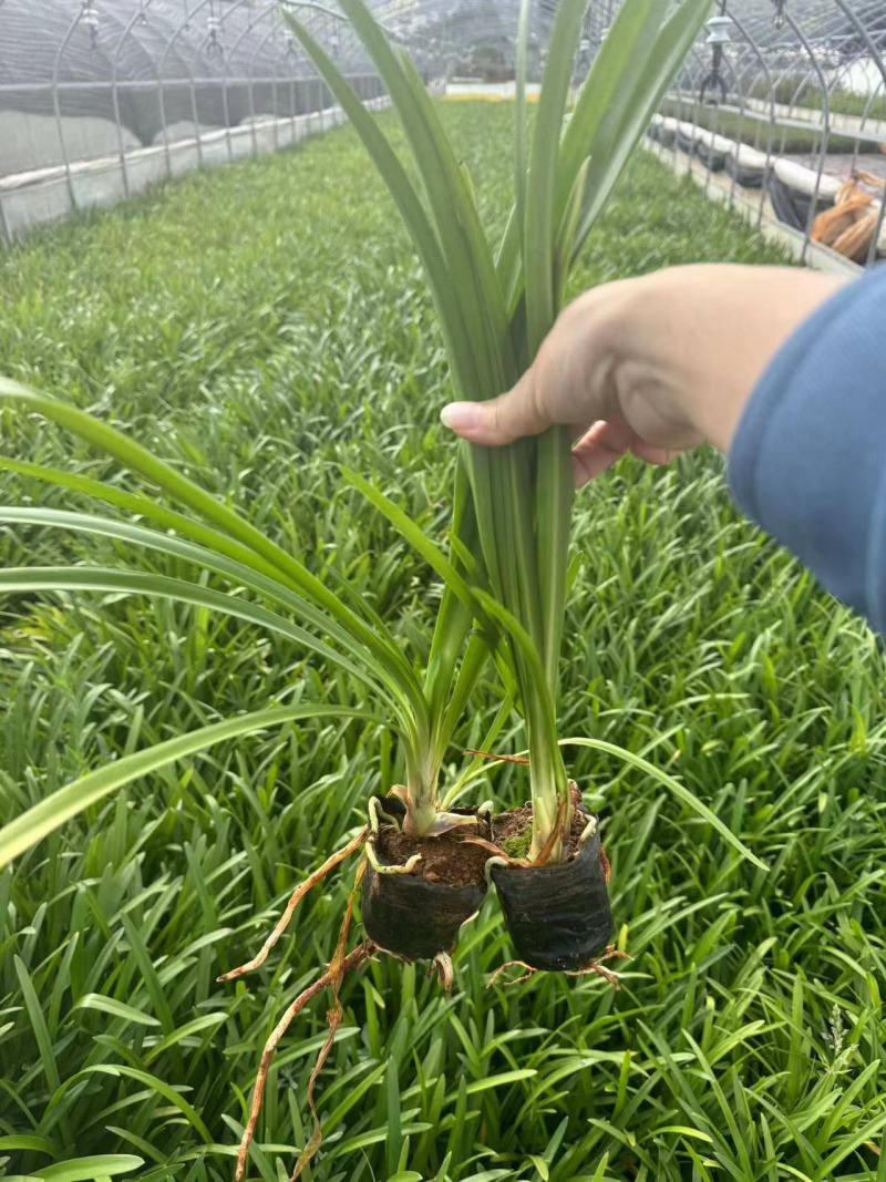 【推荐】百子莲，云南昆明百子莲种植园一手货源