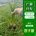 【推荐】百子莲，云南昆明百子莲种植园一手货源
