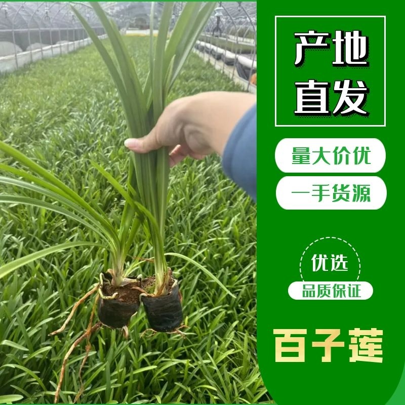 【推荐】百子莲，云南昆明百子莲种植园一手货源