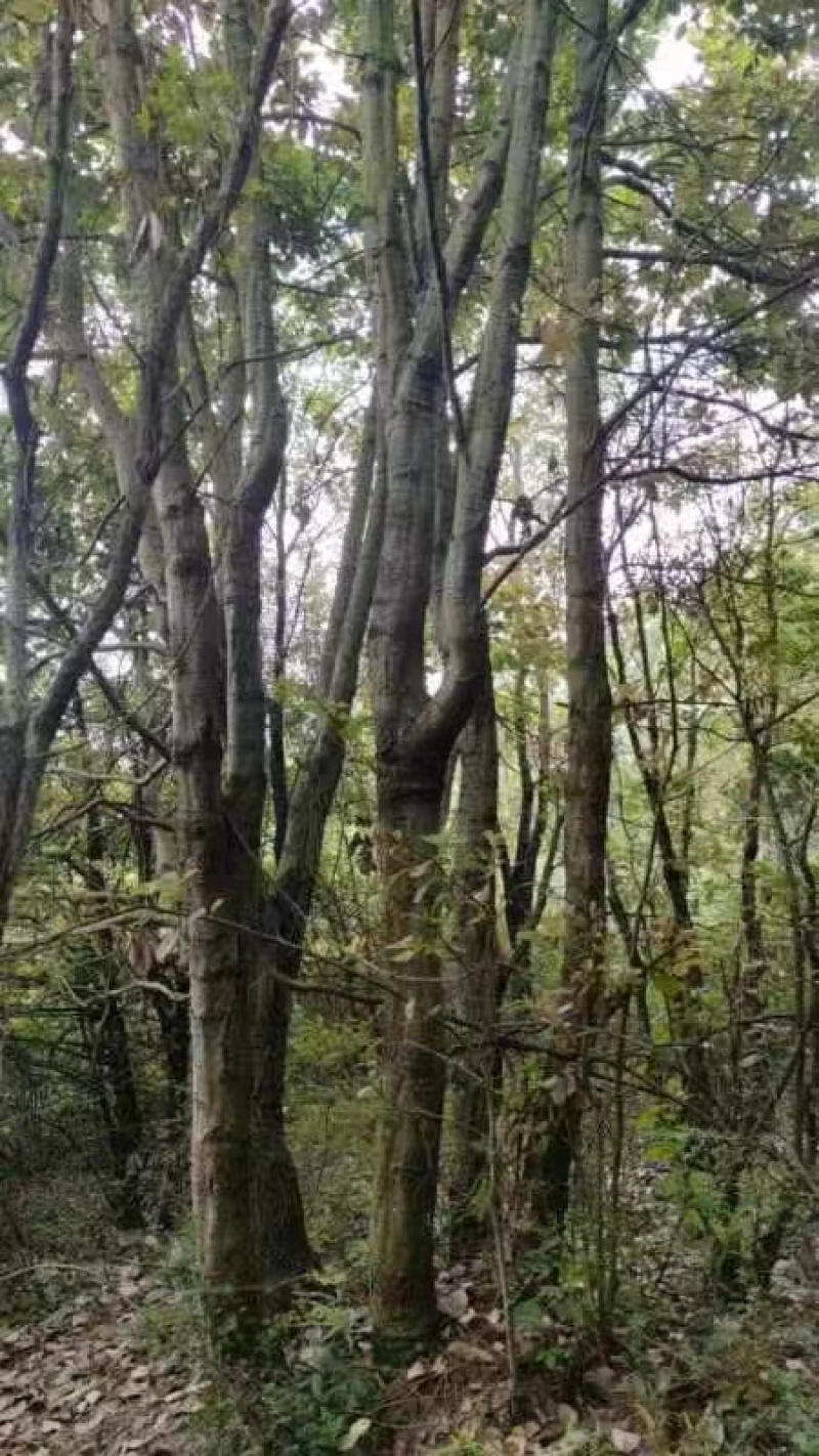 食用菌木屑云南发货不含油脂芳香树种品质好价格便宜
