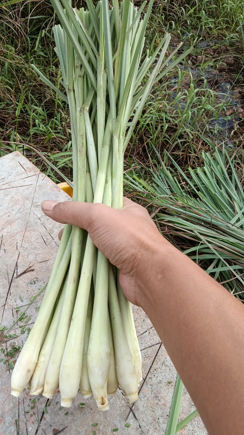 【推荐】新鲜香茅草可食用可做药材产地直供欢迎来电