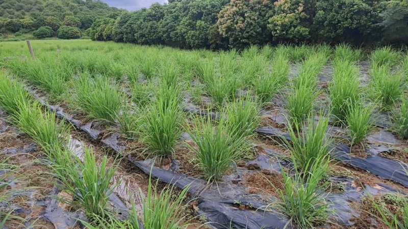 【推荐】新鲜香茅草可食用可做药材产地直供欢迎来电