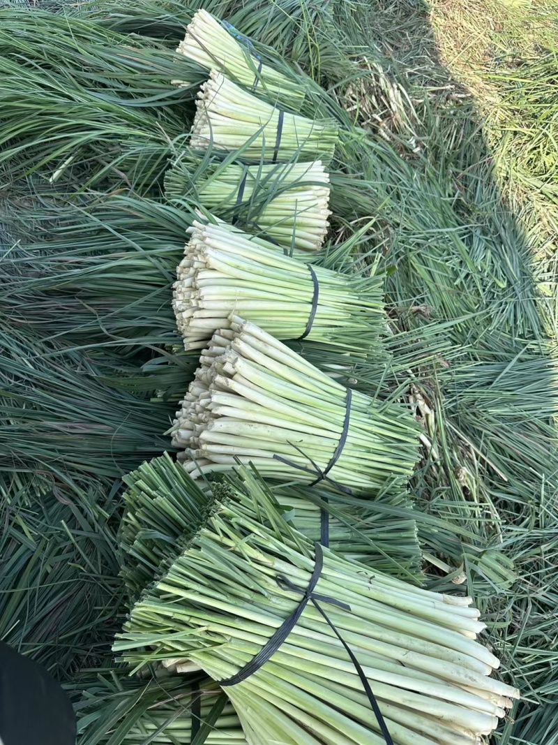 【推荐】新鲜香茅草可食用可做药材产地直供欢迎来电