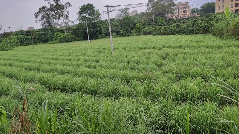 【推荐】新鲜香茅草可食用可做药材产地直供欢迎来电