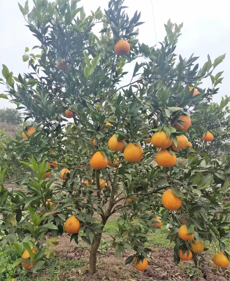 春见耙耙柑四川春见耙耙柑多汁爽口产地直发欢迎电联