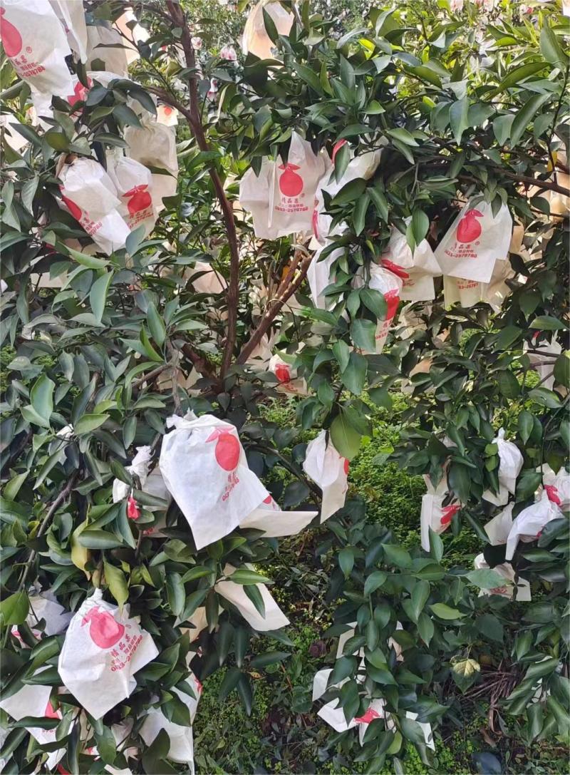 春见耙耙柑四川春见耙耙柑多汁爽口产地直发欢迎电联