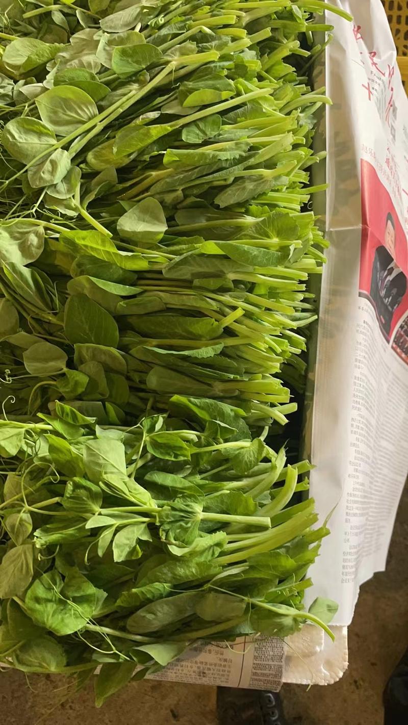 精品豌豆尖苗大量供应量大从优现摘现发价格美丽
