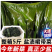 盐渍裙带菜5斤/箱少盐多菜鲜藻类商用食材厂家批发量大从优