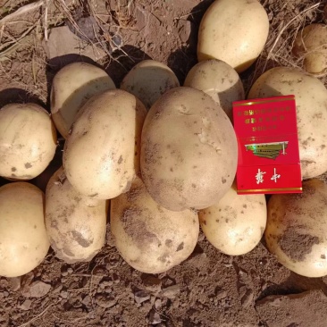 精品黄心土豆产地直发质量保证欢迎来电咨询