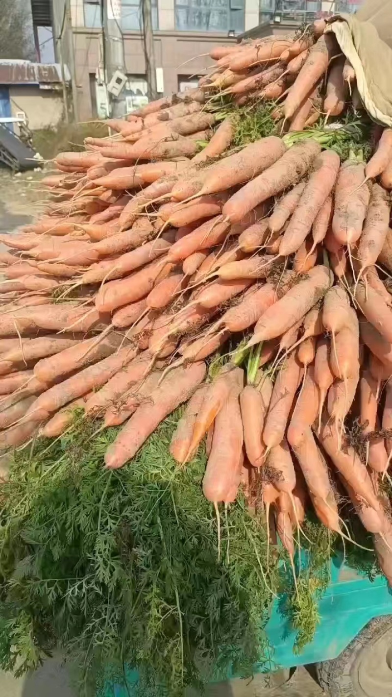【热卖】精品三红胡萝卜，支持商超市场产地直发欢迎合作