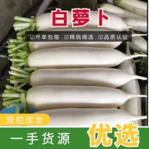 【热卖】精品萝卜规格齐全，质量好，价格合适，需要的