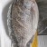广东优质罗非鱼，餐饮供应/烧烤、液氮冷冻保证口感品质保障