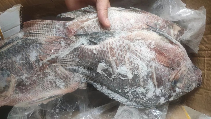 广东优质罗非鱼，餐饮供应/烧烤、液氮冷冻保证口感品质保障