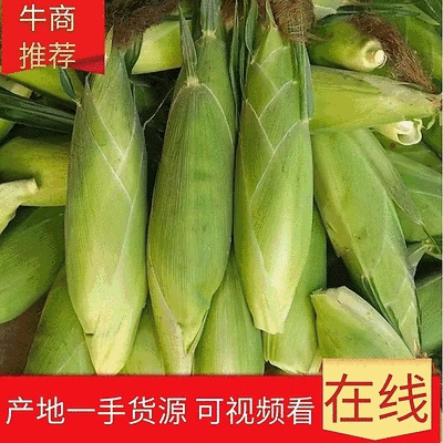【水果玉米】广东徐聞双色，太阳花，糯玉米，品种齐全！