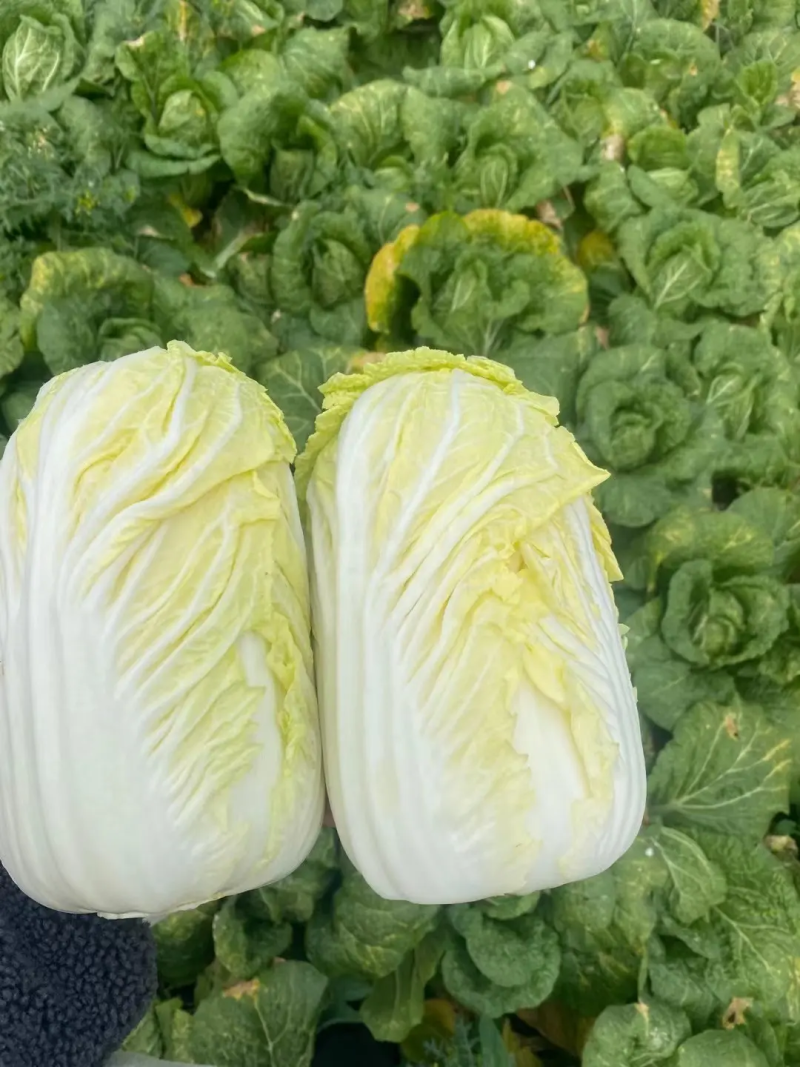 娃娃菜大娃娃菜河南周口娃娃菜产地直发一手货源