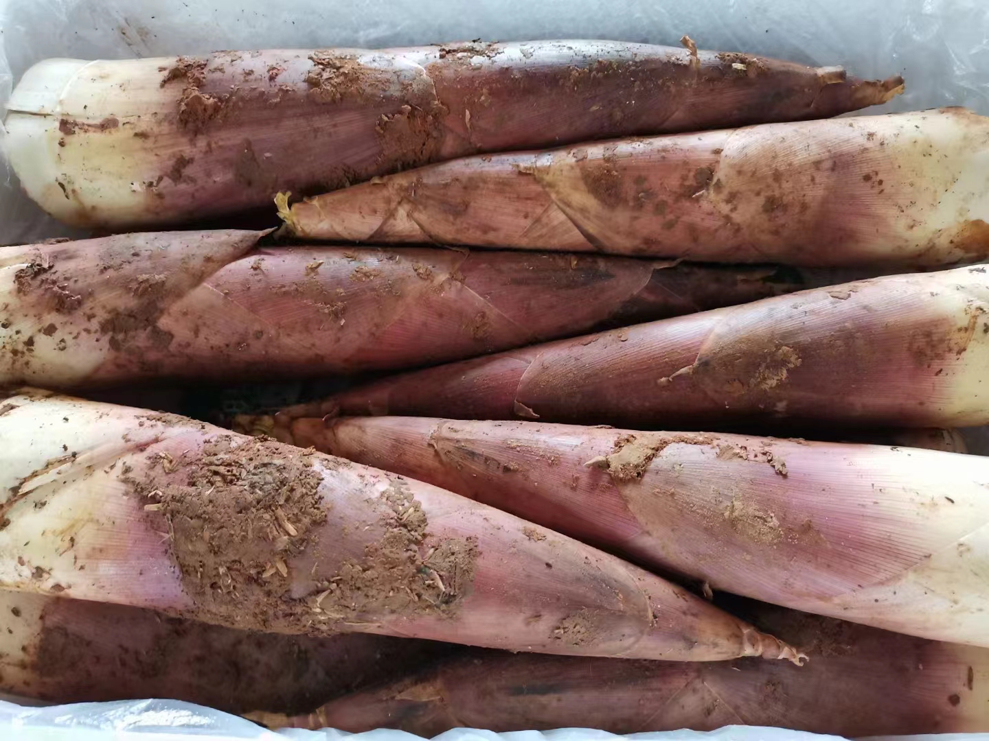 处理好的尖尖笋和红椒