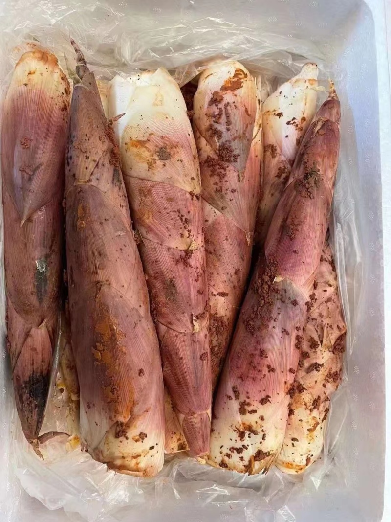 江西精品雷竹笋壳薄肉肥脆甜可口欢迎来电咨询