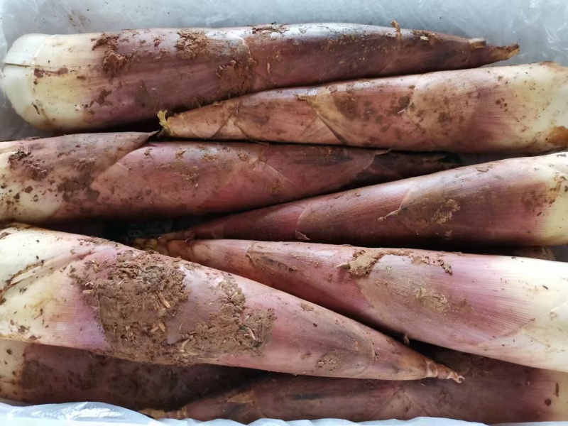 江西精品雷竹笋壳薄肉肥脆甜可口欢迎来电咨询