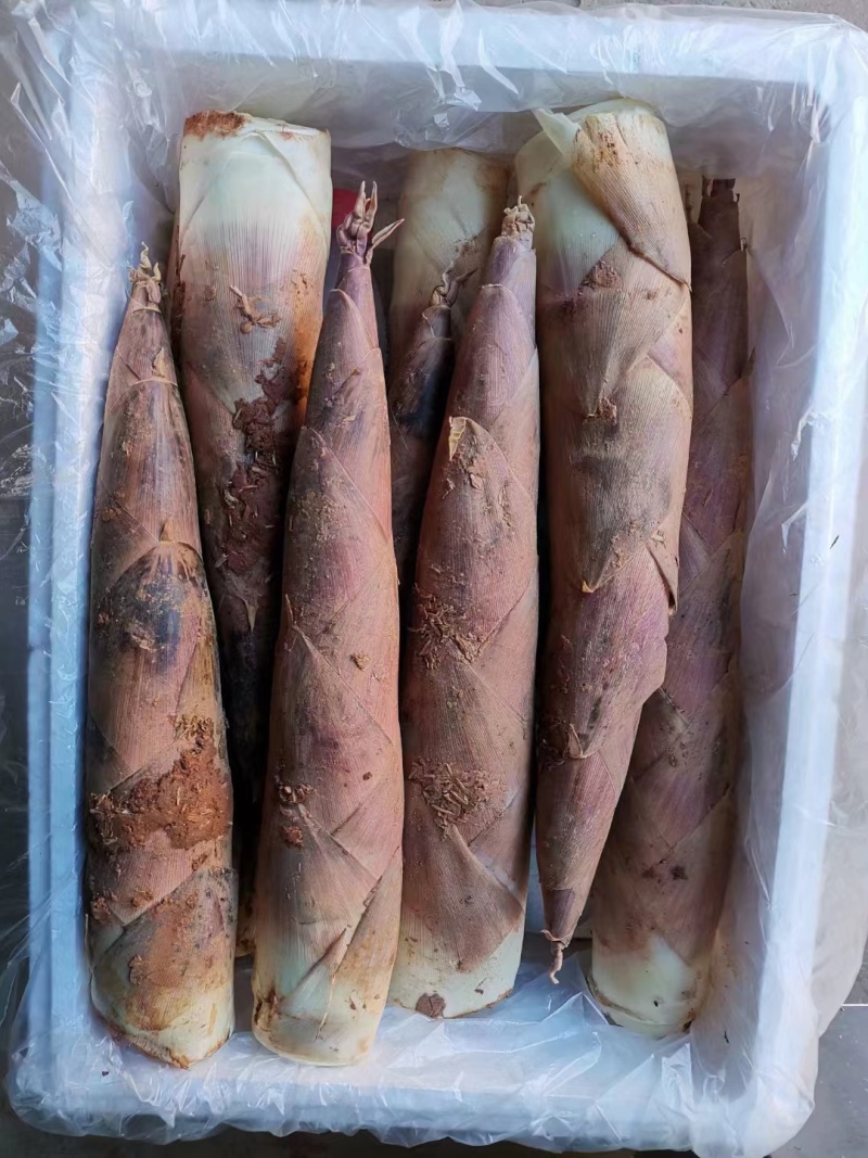 江西精品雷竹笋壳薄肉肥脆甜可口欢迎来电咨询