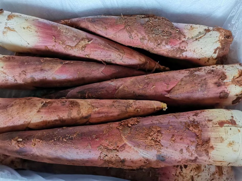 江西精品雷竹笋壳薄肉肥脆甜可口欢迎来电咨询